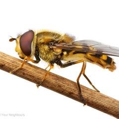 MYN Syrphus hoverfly 